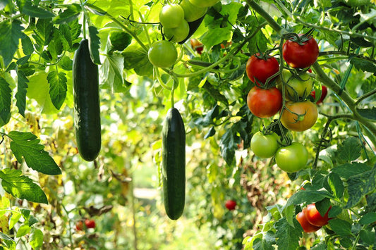 Difesa Biologica Orto e Giardino