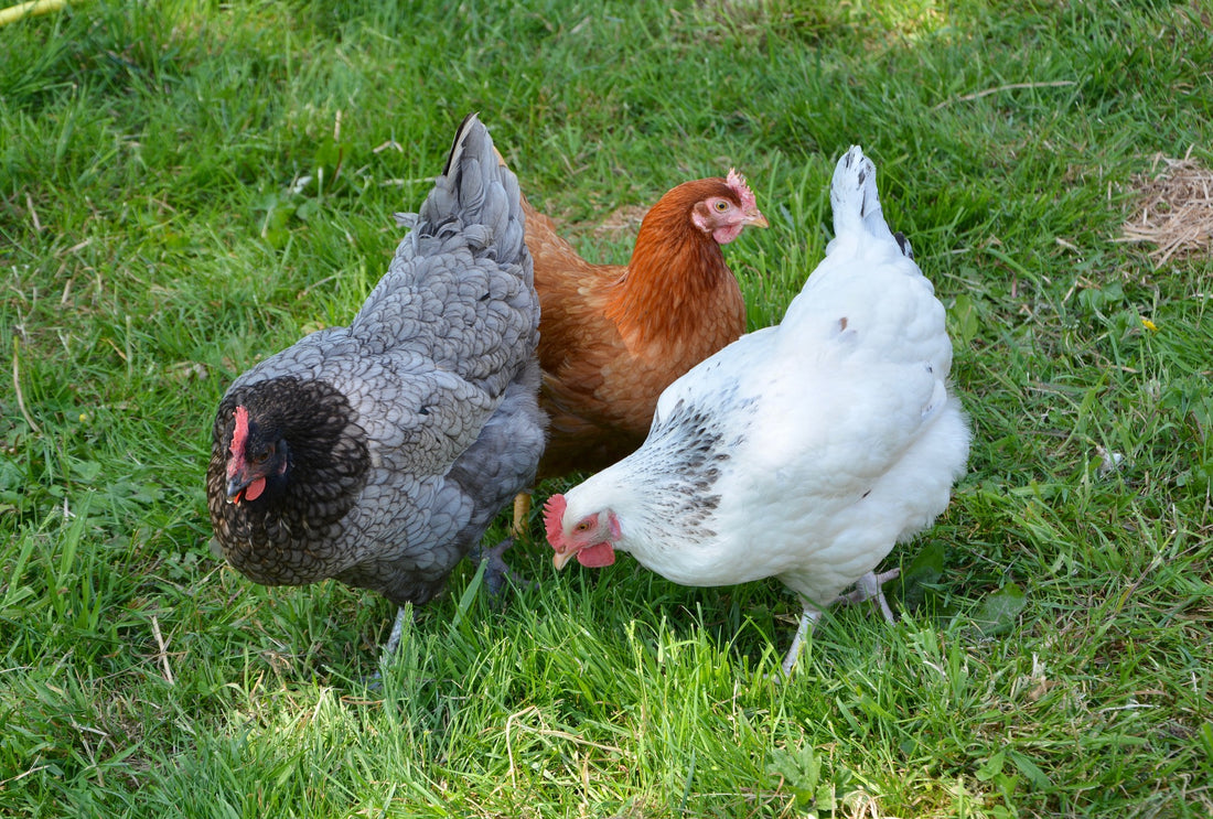Galline Ovaiole: Come allevarle nel cortile di casa