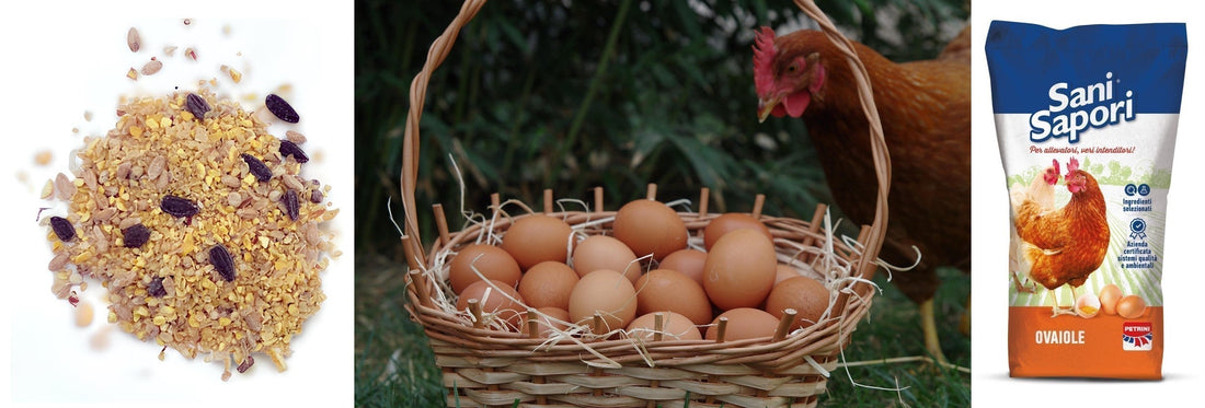 Galline Ovaiole: il mangime naturale e completo per uova genuine come una volta